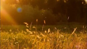 ☀ Солнца луч золотой ☀ - Ольга Стельмах