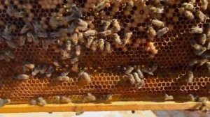 Двухматочное содержание пчёл в двух корпусах улья Дадан на 12 рамок. Часть II