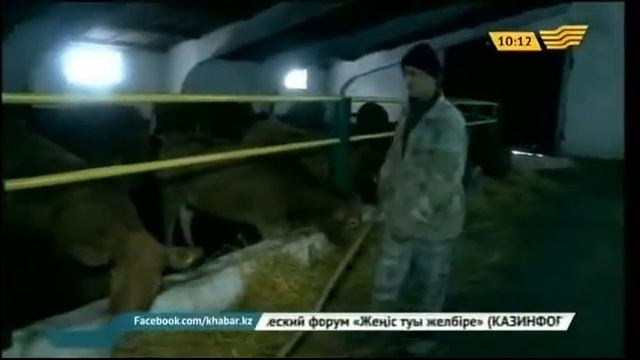 В СКО завезли элитную партию коров породы «лимузин» смотреть онлайн