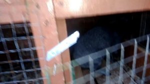 .кролики серебро. разведение кроликов в домашних условиях. village life vlog