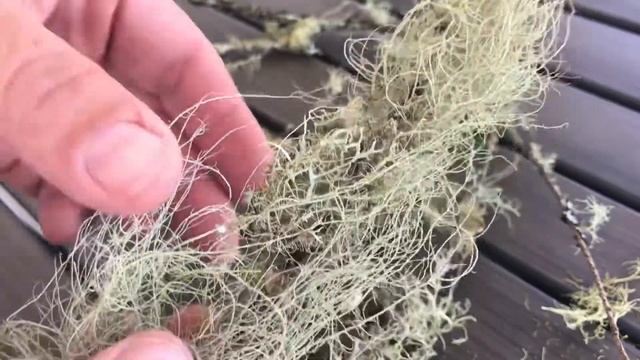 Lichen - Usnea смотреть онлайн