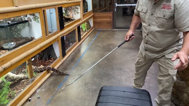 Most Dangerous Snakes at My Zoo ? смотреть онлайн