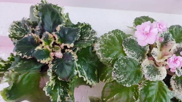 Пестролистные фиалки смотреть онлайн