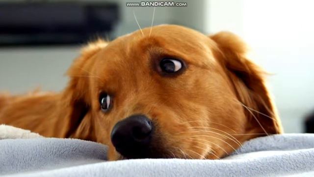 Животные спасают жизнь человека смотреть онлайн