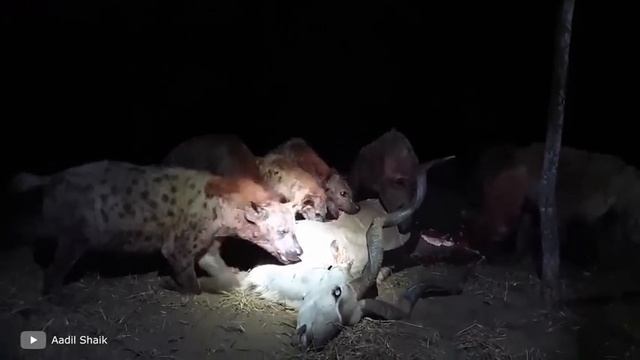 100 Самых Опасных Животных в Мире смотреть онлайн