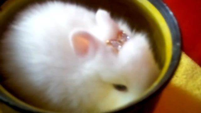 Крольчата Гермелинов смотреть онлайн