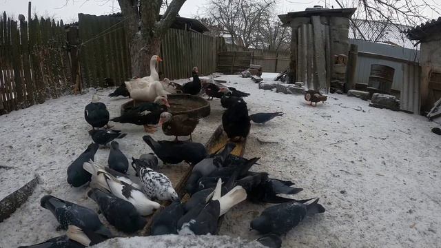 Скрытая камера. Зима. Подкармливаем голубей. Hidden Camera. Winter. We Feed The Pigeons.