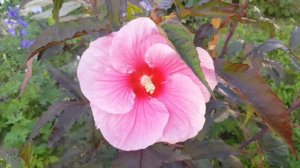 Гибискус травянистый и древовидный на моём участке . Hibiscus .