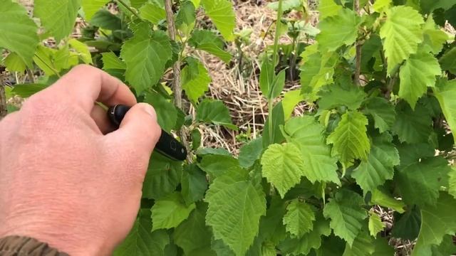 Фундук Трапезунд Обзор прививки  краснолистных форм фундука на орех медвежий  Ч2