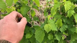 Фундук Трапезунд Обзор прививки  краснолистных форм фундука на орех медвежий  Ч2