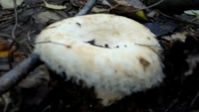 Белый груздь White mushrooms смотреть онлайн