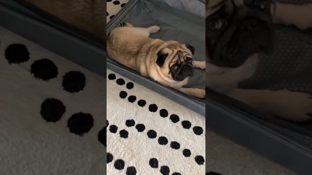 Лежанка для мопса Тедди! смотреть онлайн