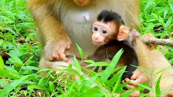 Rex Cries So Loudly Lose Mum | Where Rose Please Come And Help Your Baby Rex