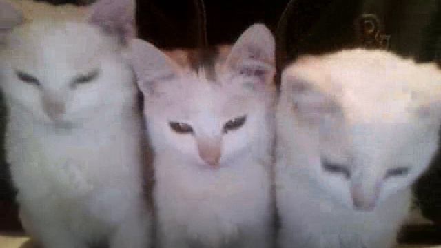 lubopitnie_koshki.wmv смотреть онлайн