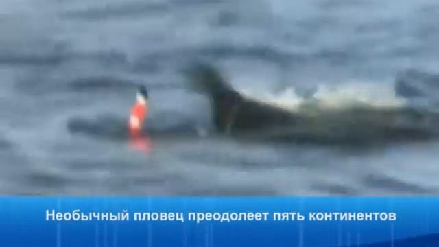 Необычный пловец смотреть онлайн