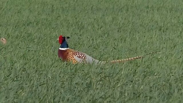 Pheasant Courtship смотреть онлайн