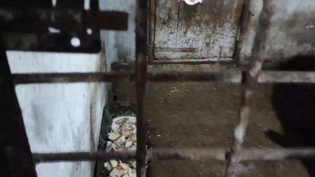 ДИКИЙ КАБАН В ДОМ ЗАБЕЖАЛ. ЖИЗНЬ В ДЕРЕВНЕ смотреть онлайн