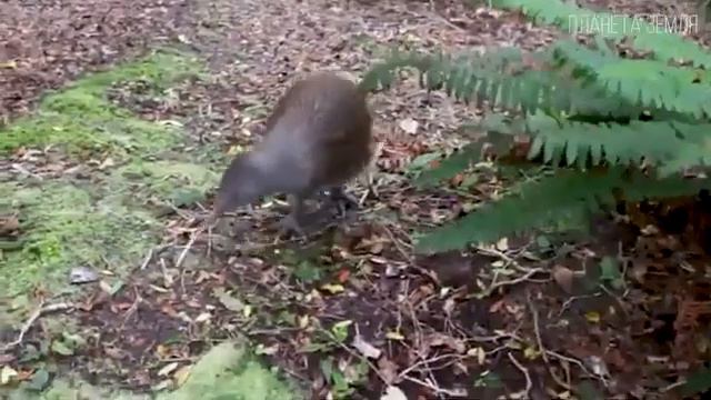 Киви Доисторическая птица с самыми большими яйцами Интересные факты про птицу киви смотреть онлайн