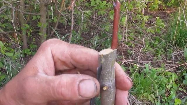 Весенняя ПРИВИВКА ЗА КОРУ Груши на Дичку смотреть онлайн