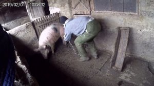 Поймали кабана резать