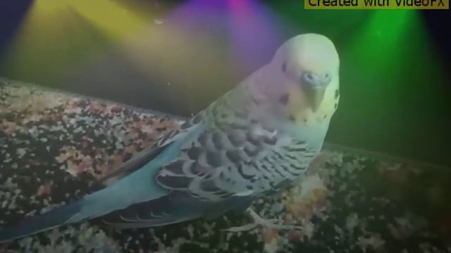 Клип !давно их не было решила сделать! 😍😍😘😘😘😘😘😘😋😂 смотреть онлайн