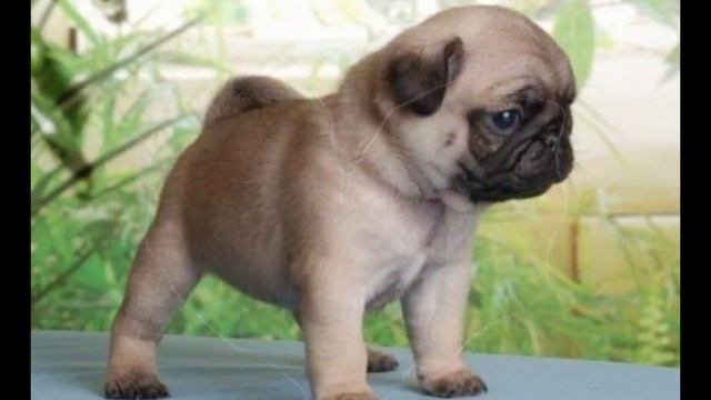 Для любителей мопсов🐕.#собака#мопсы#щенки смотреть онлайн