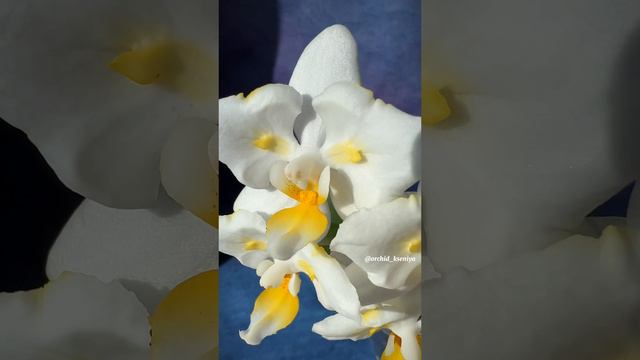 Phal. Liu’s Pale Micholitz ‘ES’ 🐣 Первое цветение белой фарфоровой азиатской бабочки с желтой губой смотреть онлайн
