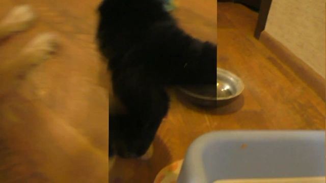 Щенок играет смотреть онлайн