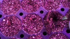 Черенки Гортензии в Агровермикулите и в торфе. #черенкуем#гортензии#крупнолистные#торф#вермикулит#