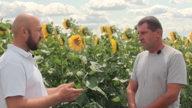 Технология возделывания подсолнечника. Полтавская обл. Выпуск №1 смотреть онлайн