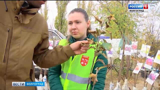 Специалисты Россельхознадзора мониторят места продажи саженцев смотреть онлайн