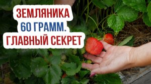 Как выращивать землянику чтобы получить большой урожай? Правила выращивания земляники