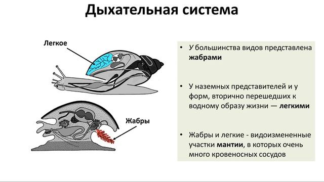 9. Моллюски - строение (7 класс) - биология, подготовка к ЕГЭ и ОГЭ 2018 смотреть онлайн
