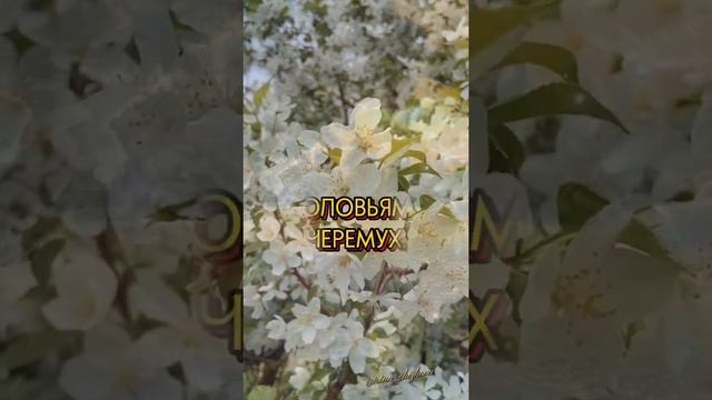 "Позднее счастье..." Стихи со смыслом. смотреть онлайн