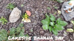 Окрас листьев осенью хоста сорт Lakeside banana bay