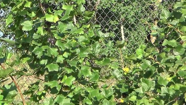 Йошта. Описание, посадка и уход.