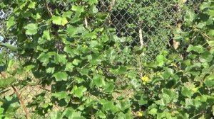 Йошта. Описание, посадка и уход.