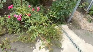 Ошибки при посадке почвопокровных роз. Сентябрь 2022г