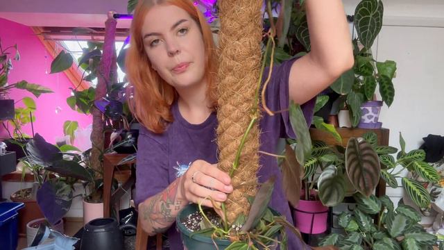 Let’s install a mosspole! Planty chores and growth update🌿 смотреть онлайн