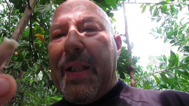 Юный натуралист - пробую горьковатые неизвестные грибы, Камбоджа смотреть онлайн