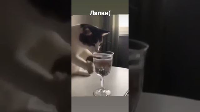 Кот с рюмкой - не может взять в лапки смотреть онлайн