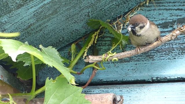 Полевой воробей принёс обед и передал его в гнездо под крышей - там живёт семья птицы :) смотреть онлайн