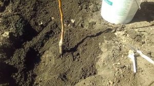 Правильная посадка саженца. Подготовка ямы.