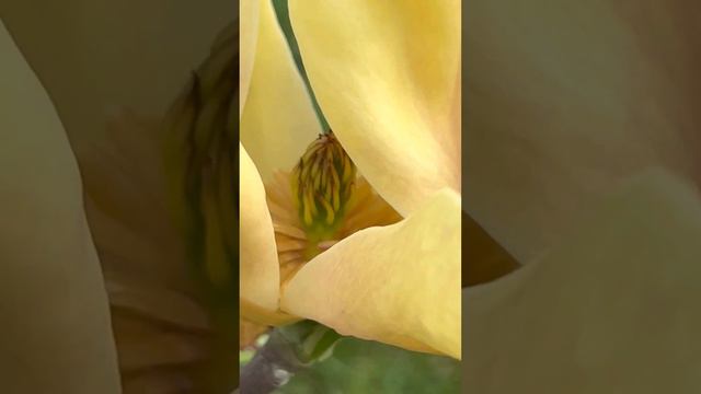 Магнолія жовтоквітуча… смотреть онлайн