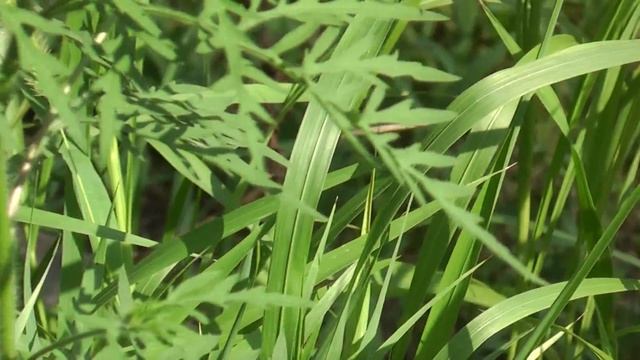 Panasonic HDC-TM20 Camcorder смотреть онлайн