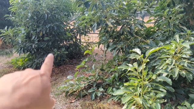 Maluma Avocado Fall 2023 Planting?Avocado Talk? смотреть онлайн