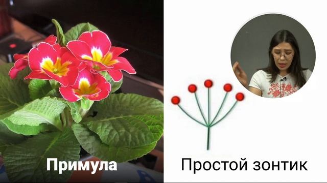 Виды соцветий смотреть онлайн