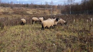 Племенные овцы породы суффолк ( suffolk ) на моей ферме под Калугой.