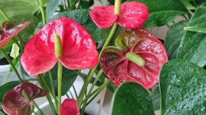 Мужское счастье ( антуриум) зеленеет цветок, причины