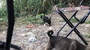 Рыбалка Краснодарский край река кочеты-Карась идёт на ужин